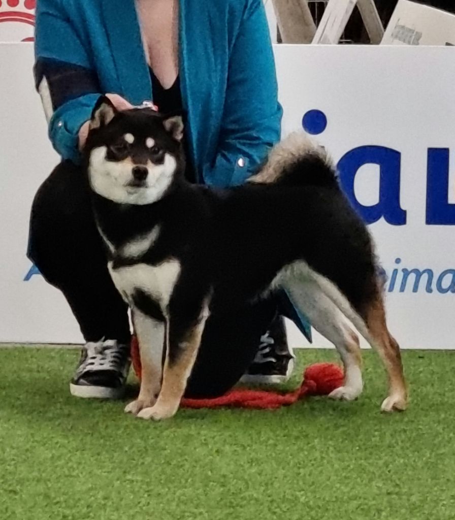 Les Shiba de l'affixe Des Terres Du Razès