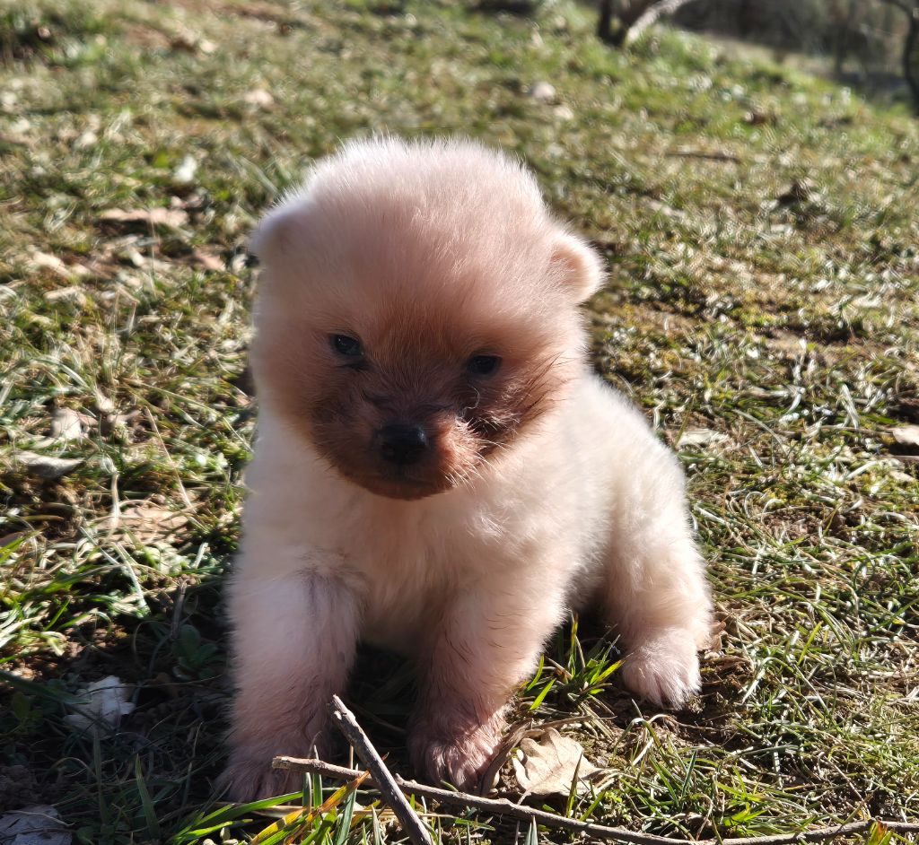 Des Terres Du Razès - Chiot disponible  - Akita