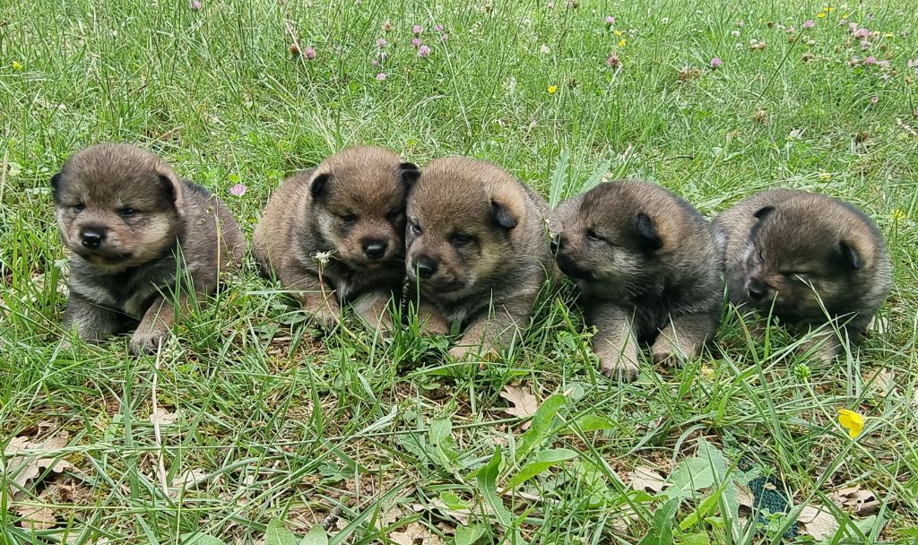 chiot Shiba Des Terres Du Razès