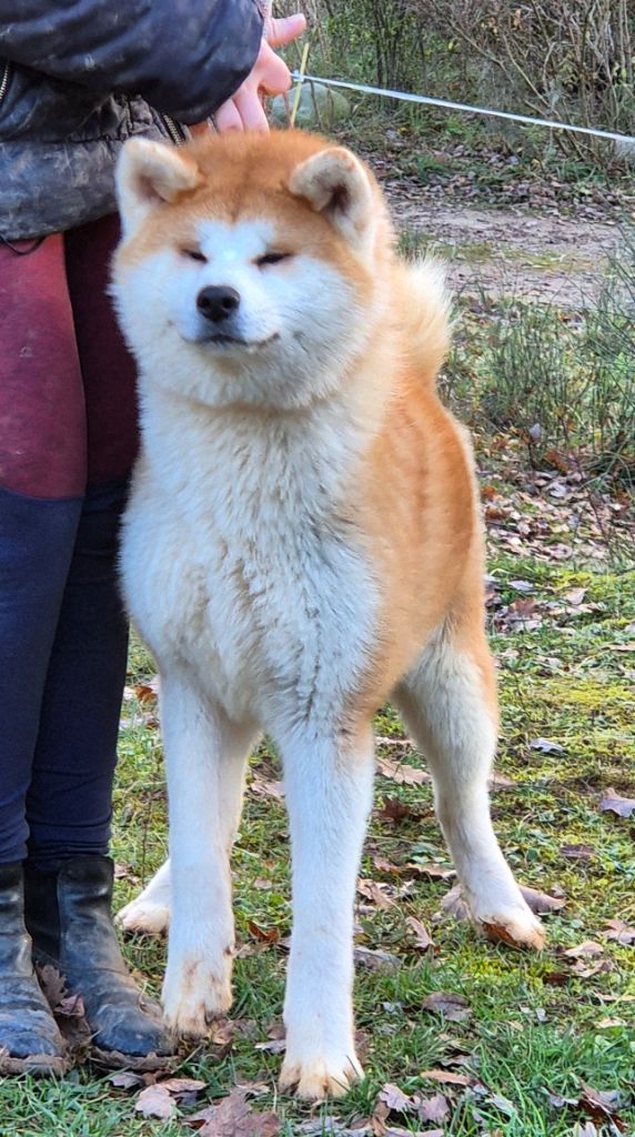 Des Terres Du Razès - Chiot disponible  - Akita