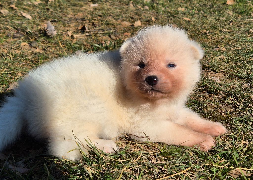 Des Terres Du Razès - Chiot disponible  - Akita