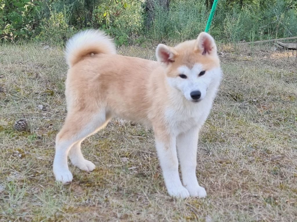 Des Terres Du Razès - Chiot disponible  - Akita