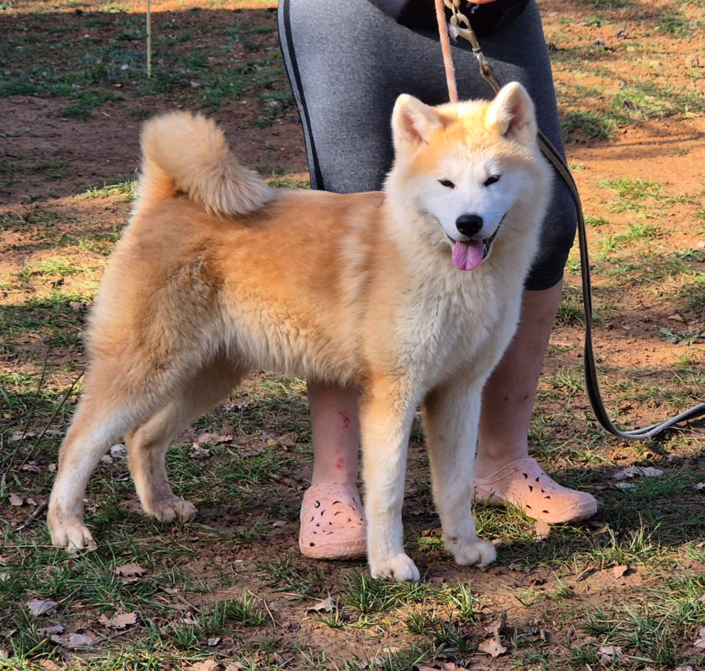 Des Terres Du Razès - Chiot disponible  - Akita