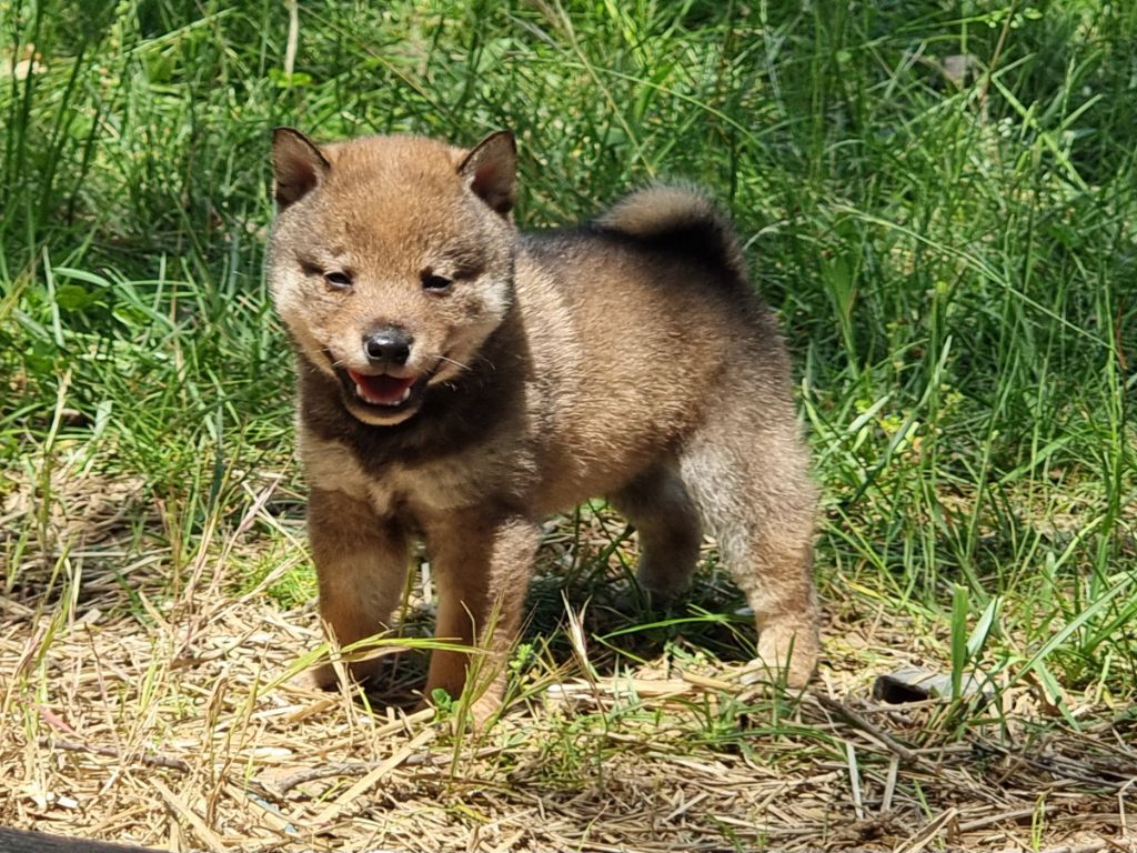 Des Terres Du Razès - Chiot disponible  - Shiba