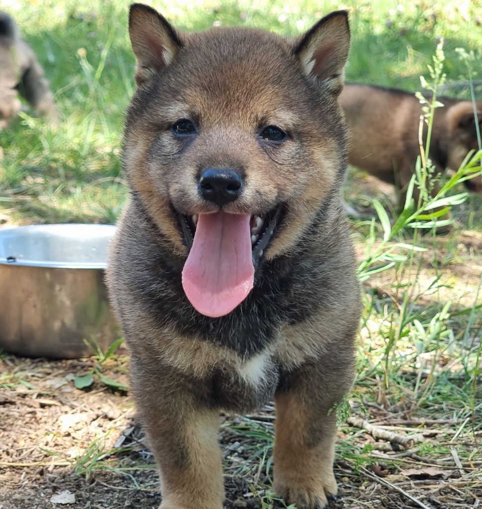 Des Terres Du Razès - Chiot disponible  - Shiba