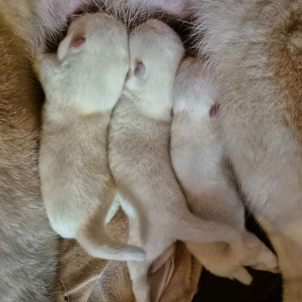 chiot Akita Des Terres Du Razès