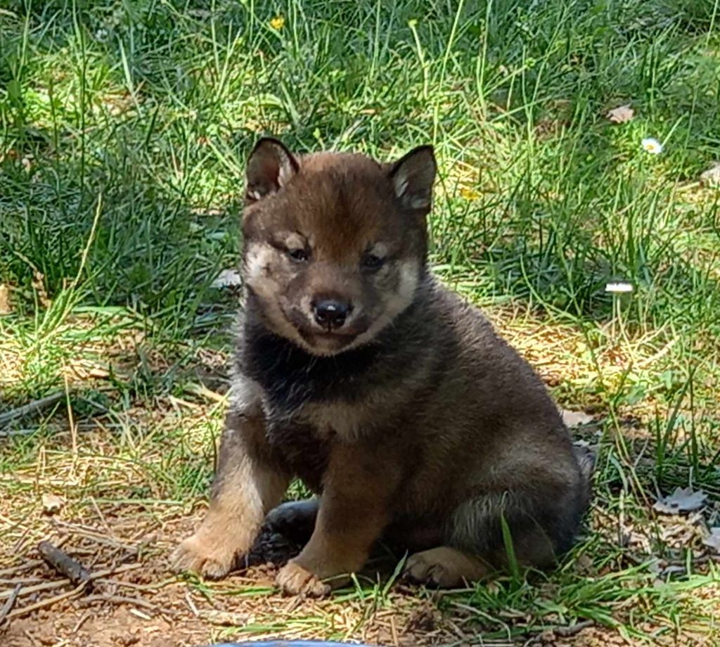 Des Terres Du Razès - Chiot disponible  - Shiba