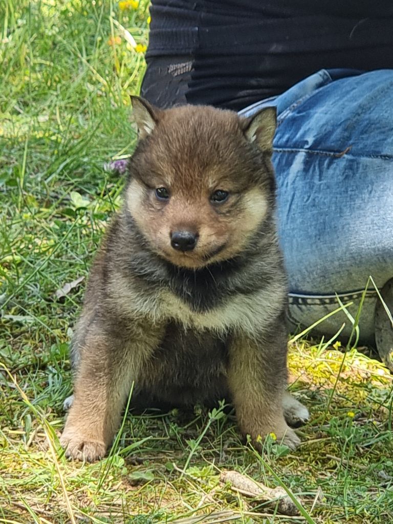 Des Terres Du Razès - Chiot disponible  - Shiba