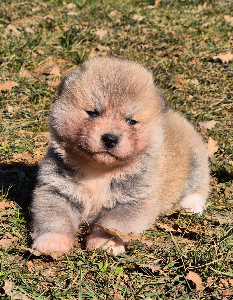 Des Terres Du Razès - Chiot disponible  - Akita