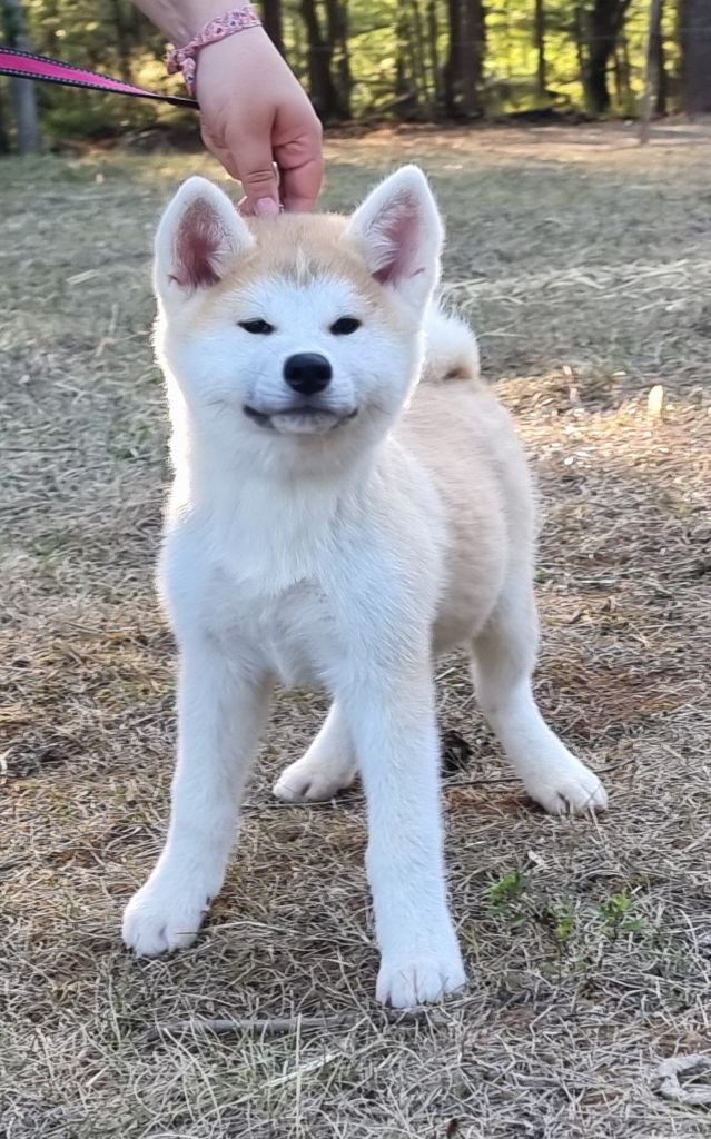 Des Terres Du Razès - Chiot disponible  - Akita