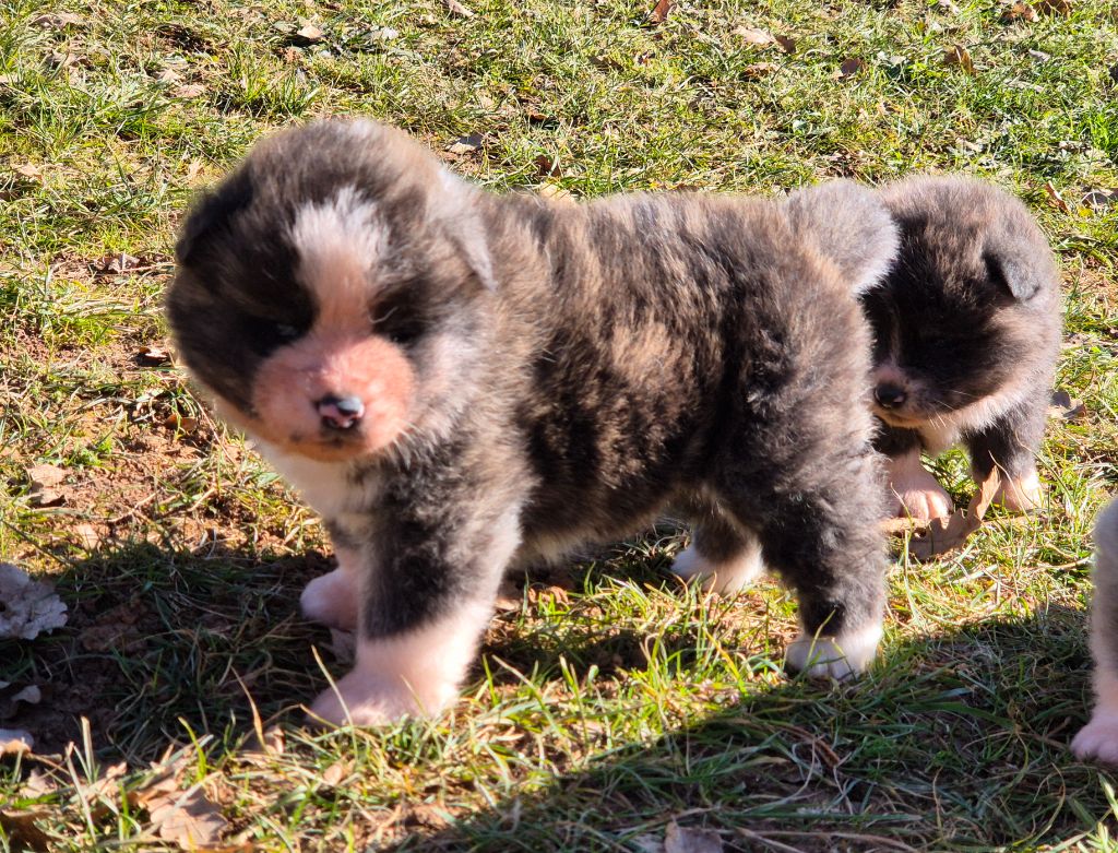 Des Terres Du Razès - Chiot disponible  - Akita