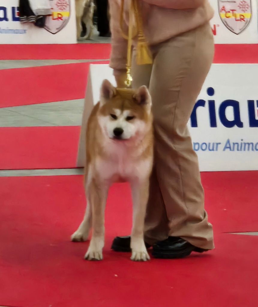 Des Terres Du Razès - Chiot disponible  - Akita