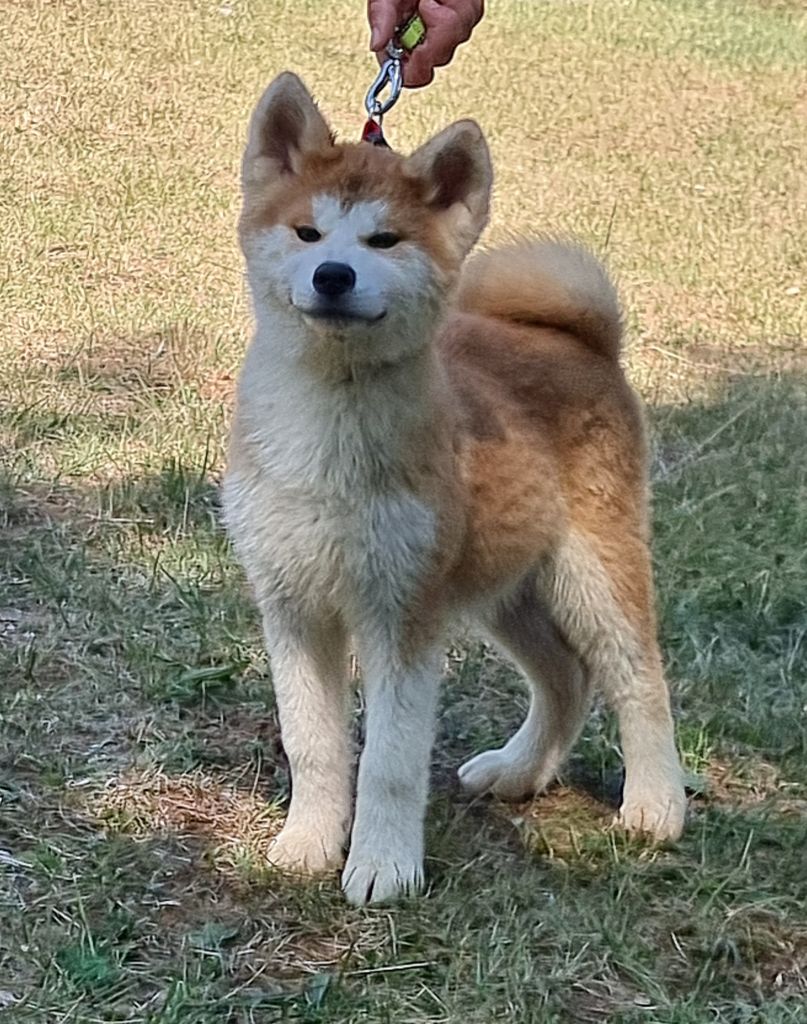 Des Terres Du Razès - Chiot disponible  - Akita