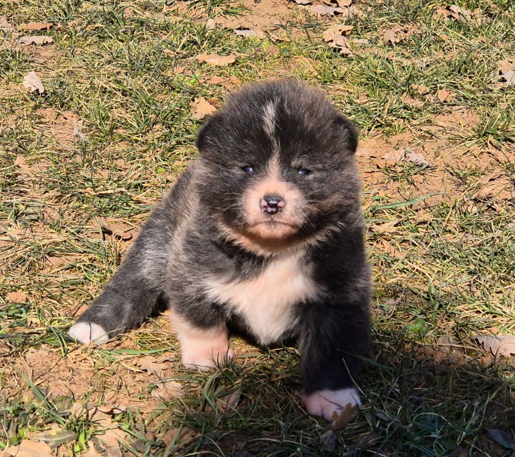 Des Terres Du Razès - Chiot disponible  - Akita