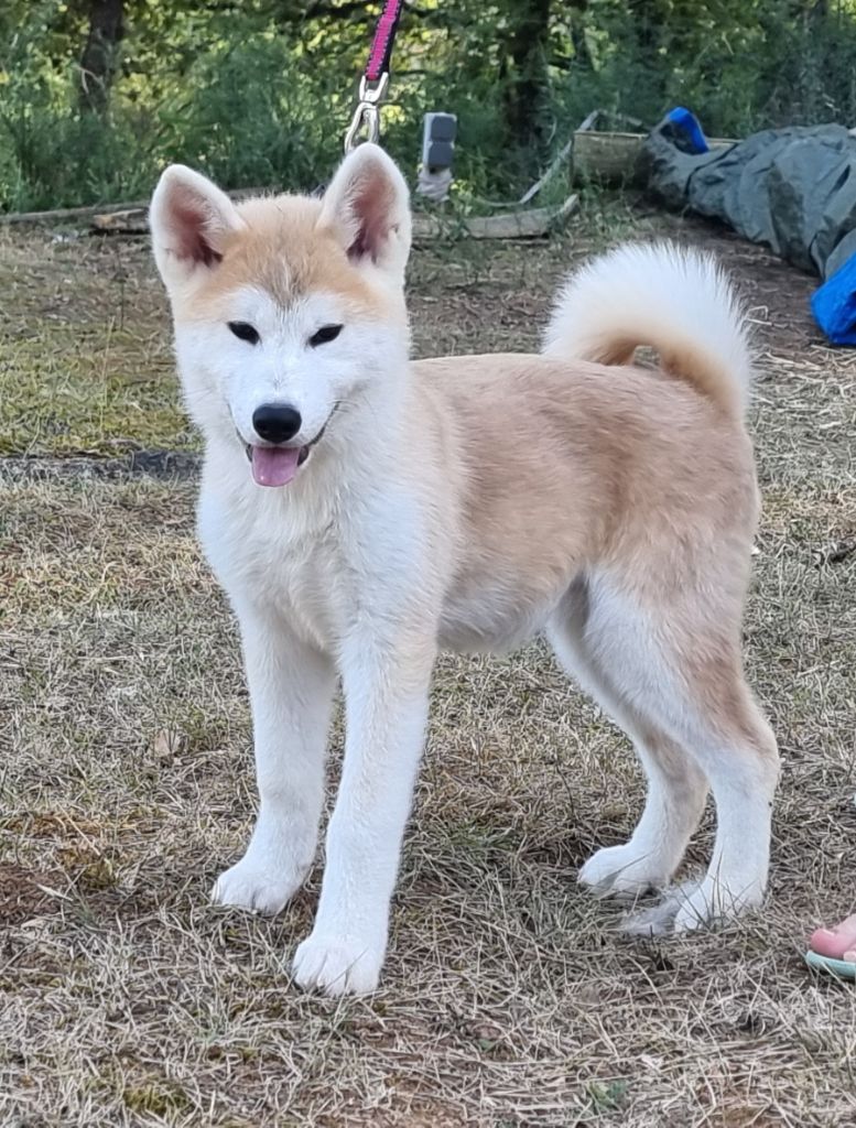 Des Terres Du Razès - Chiot disponible  - Akita