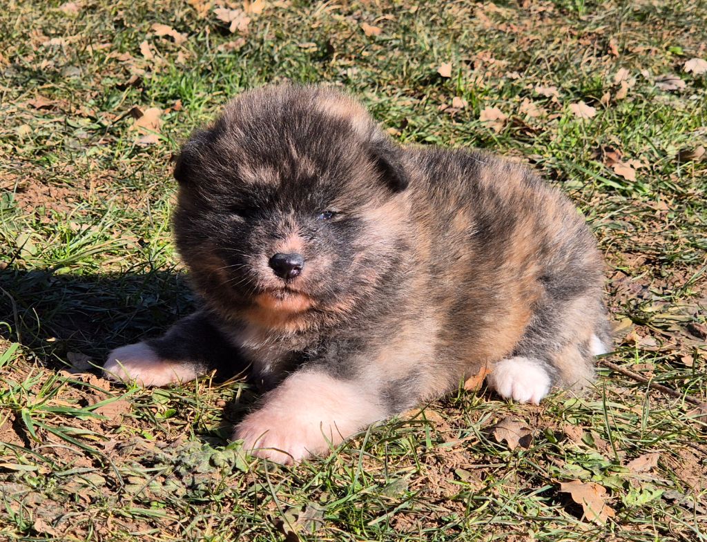 Des Terres Du Razès - Chiot disponible  - Akita