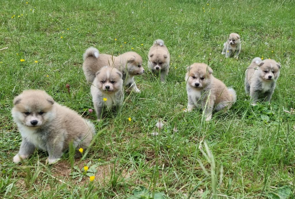 chiot Akita Des Terres Du Razès