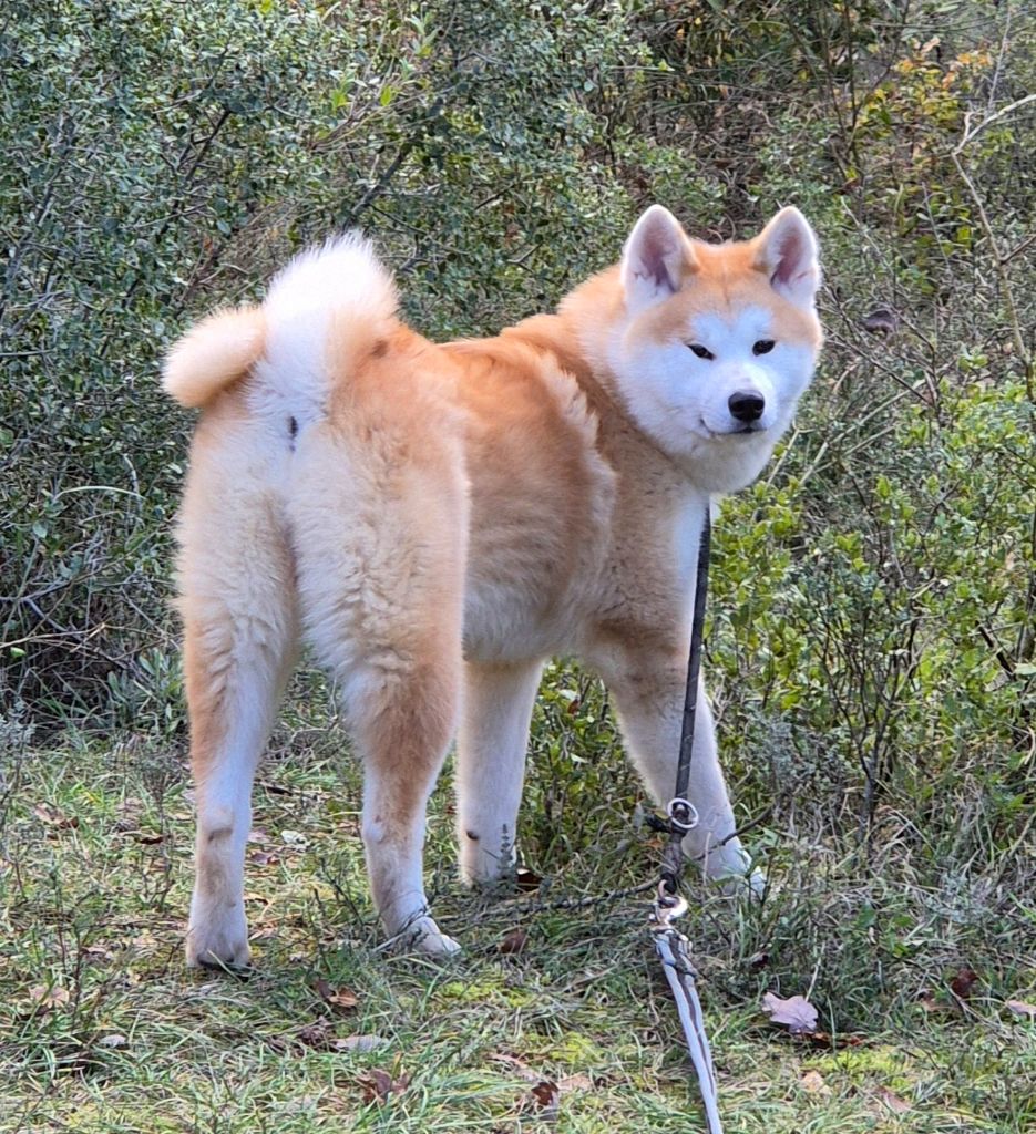 Des Terres Du Razès - Chiot disponible  - Akita