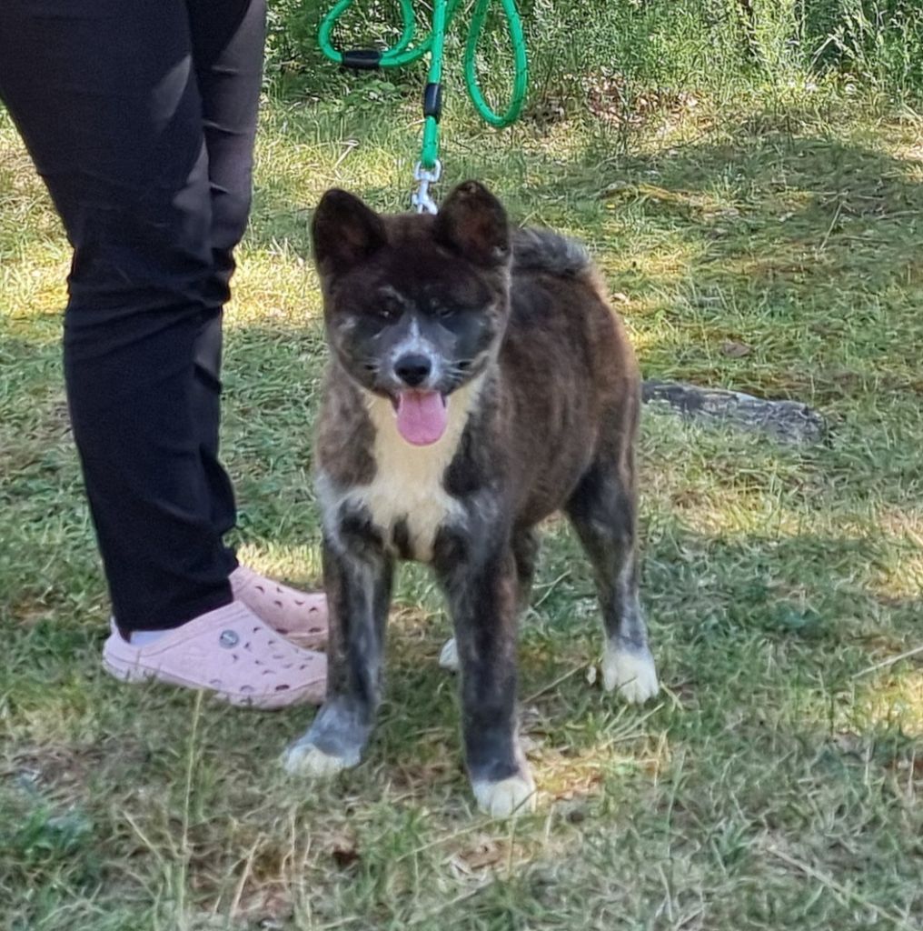 Des Terres Du Razès - Chiot disponible  - Akita