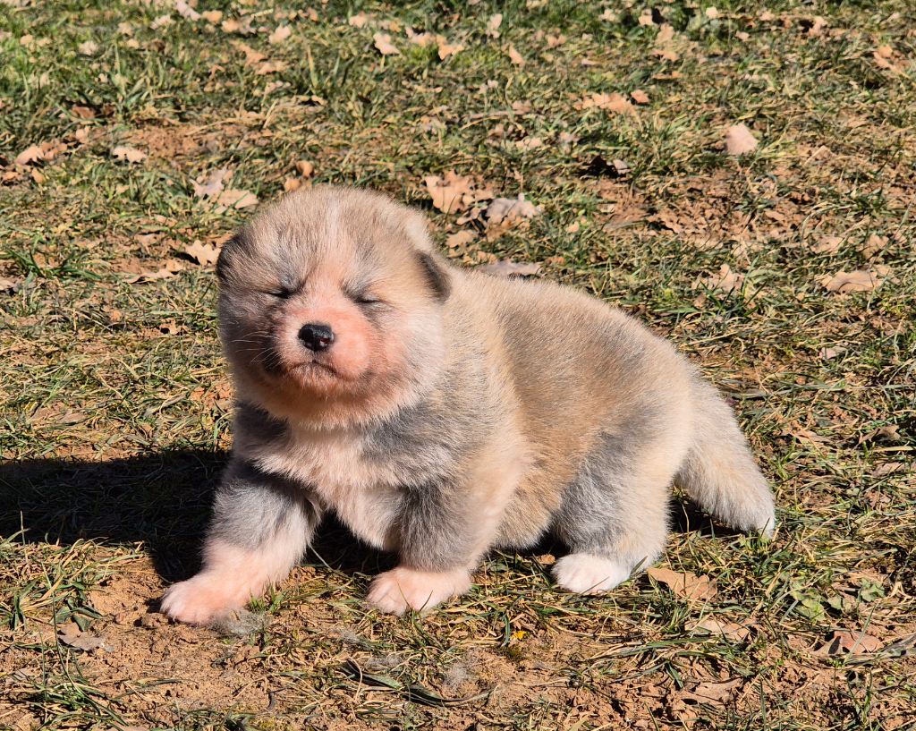 Des Terres Du Razès - Chiot disponible  - Akita