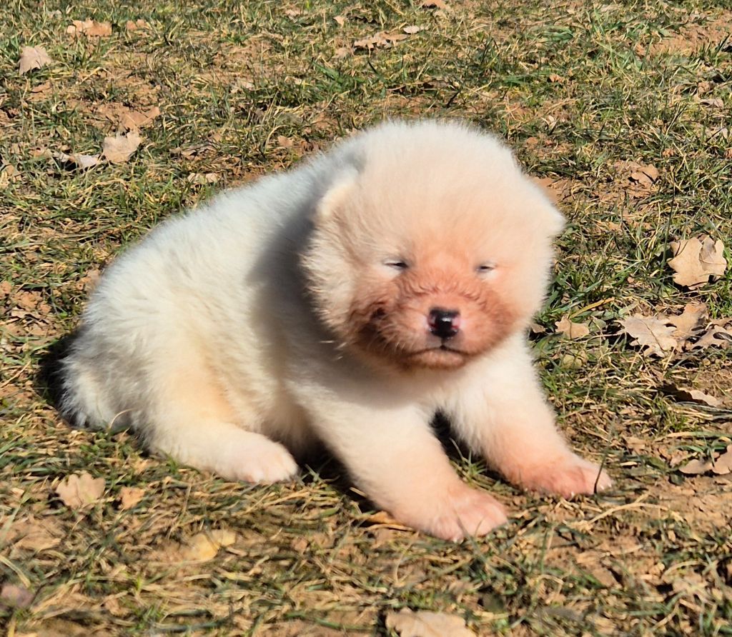 Des Terres Du Razès - Chiot disponible  - Akita