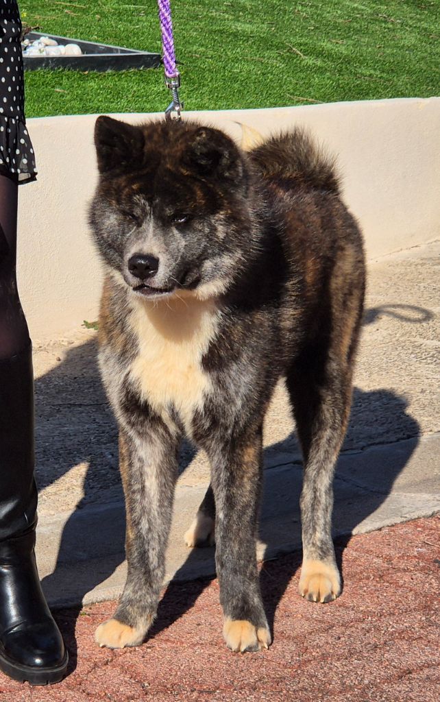 Des Terres Du Razès - Chiot disponible  - Akita