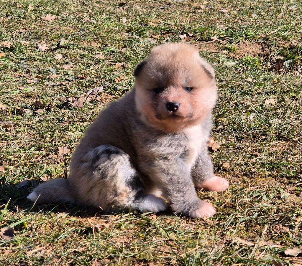 Des Terres Du Razès - Chiot disponible  - Akita