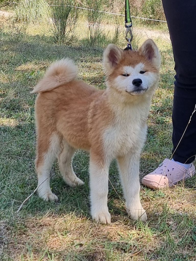 Des Terres Du Razès - Chiot disponible  - Akita