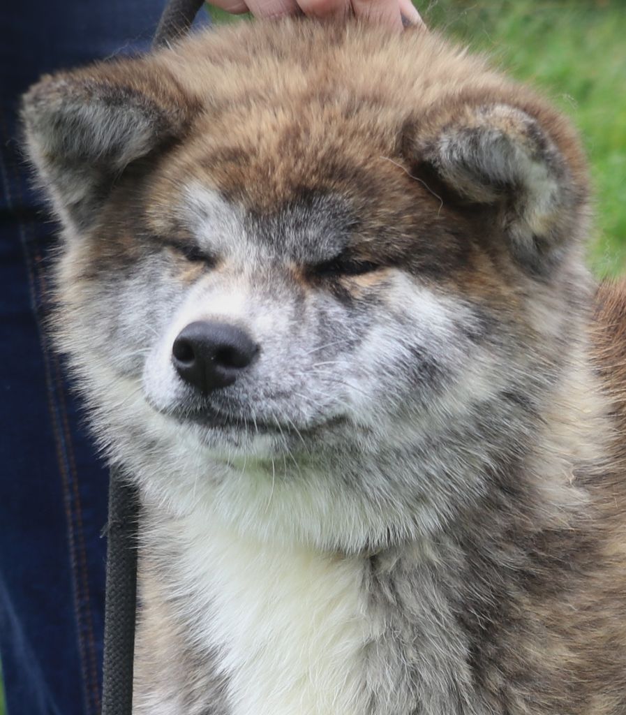 Shihoko go Des Fideles Akita Ken