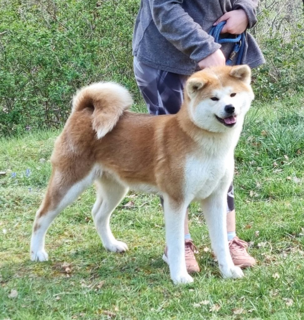 nippon'aï Puchu go