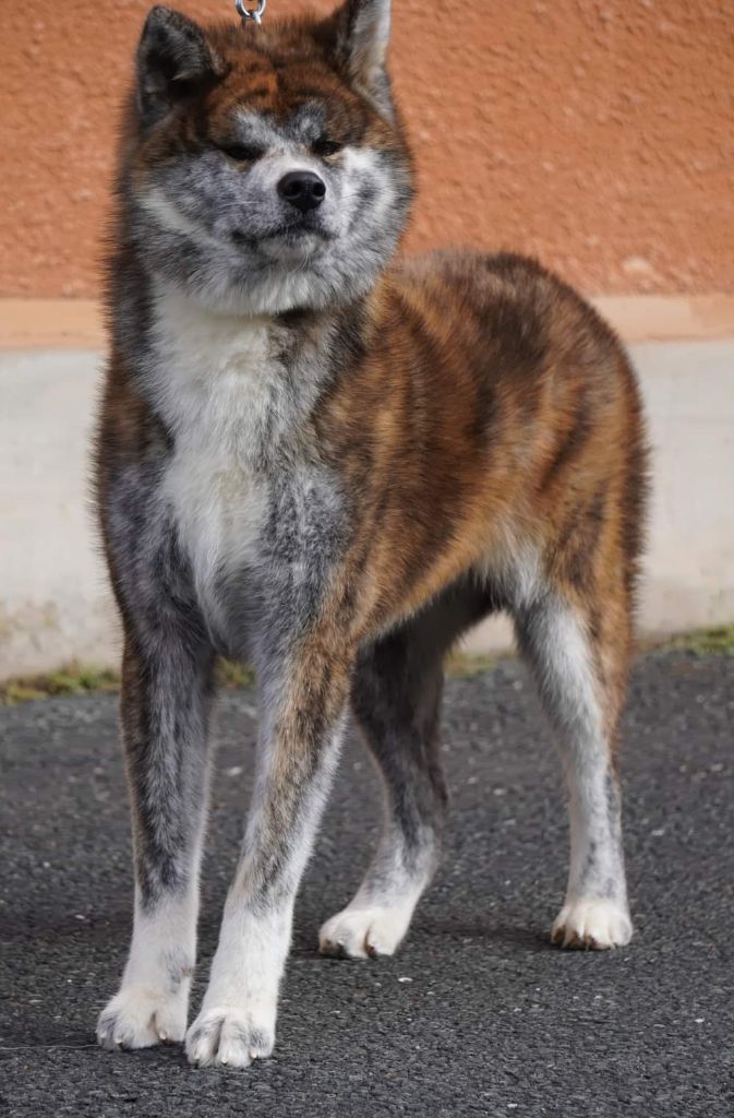 Shihoko go Des Fideles Akita Ken