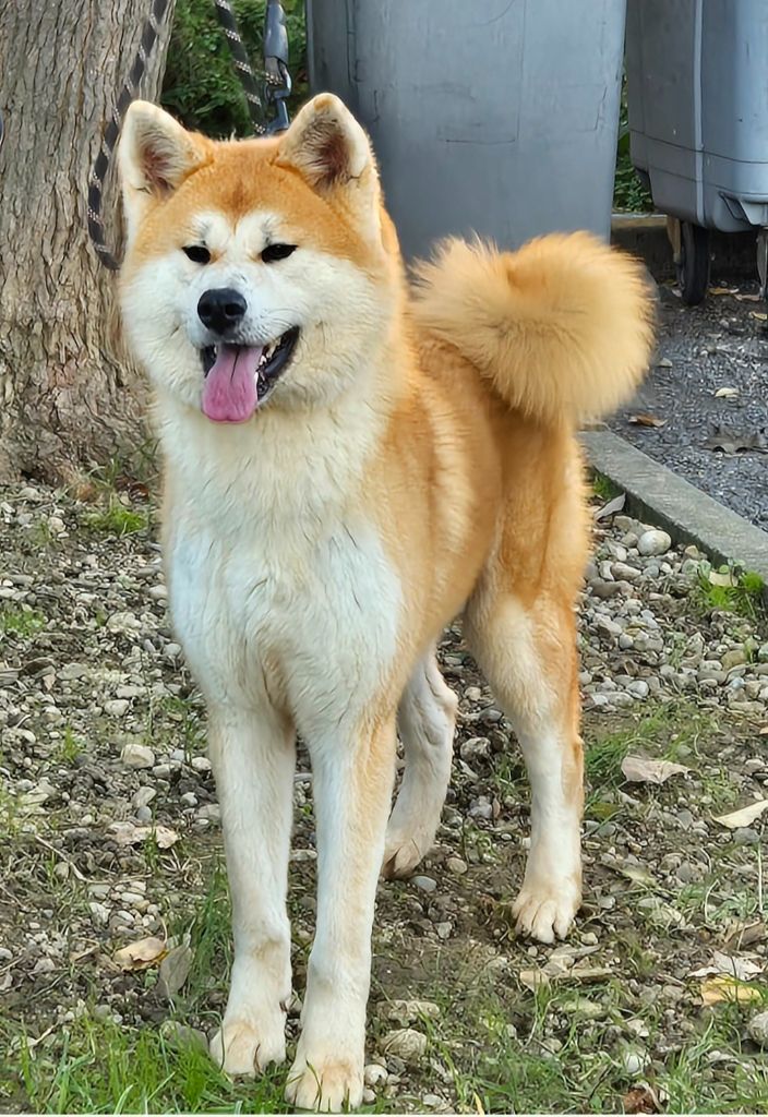 Umai de la Pluie de Loups