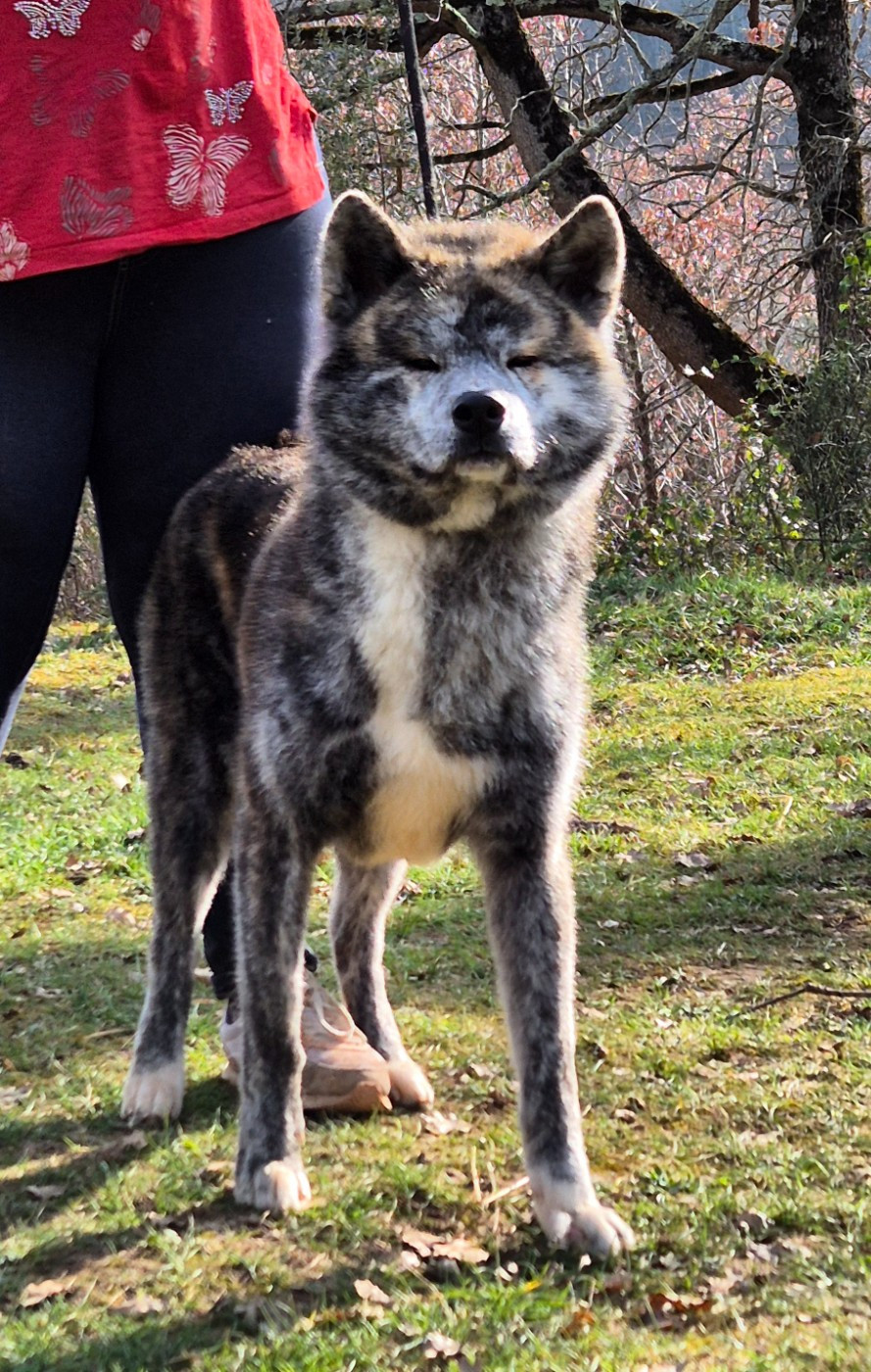 Unryu Miyavi de la Pluie de Loups