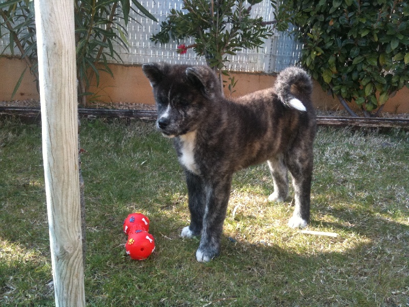 Chiots 2010 dans leur nouvelle famille
