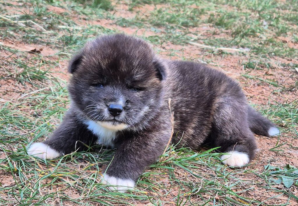 Des Terres Du Razès - Chiots disponibles - Akita
