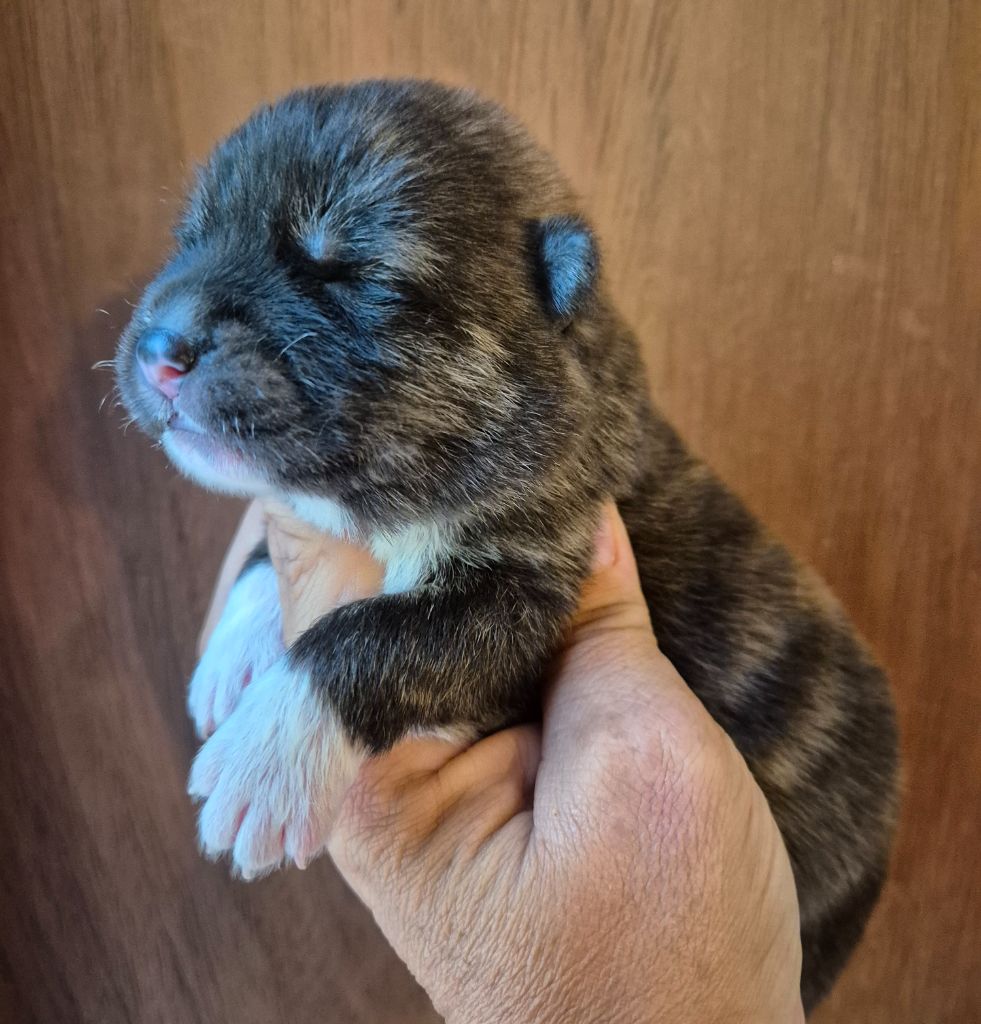 Des Terres Du Razès - Chiots disponibles - Akita