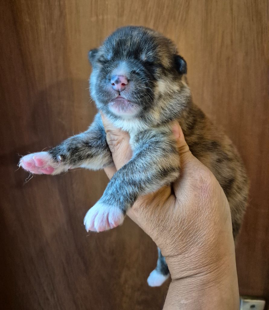 Des Terres Du Razès - Chiots disponibles - Akita