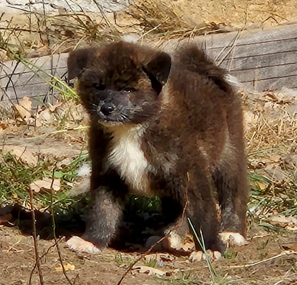 Des Terres Du Razès - Chiots disponibles - Akita