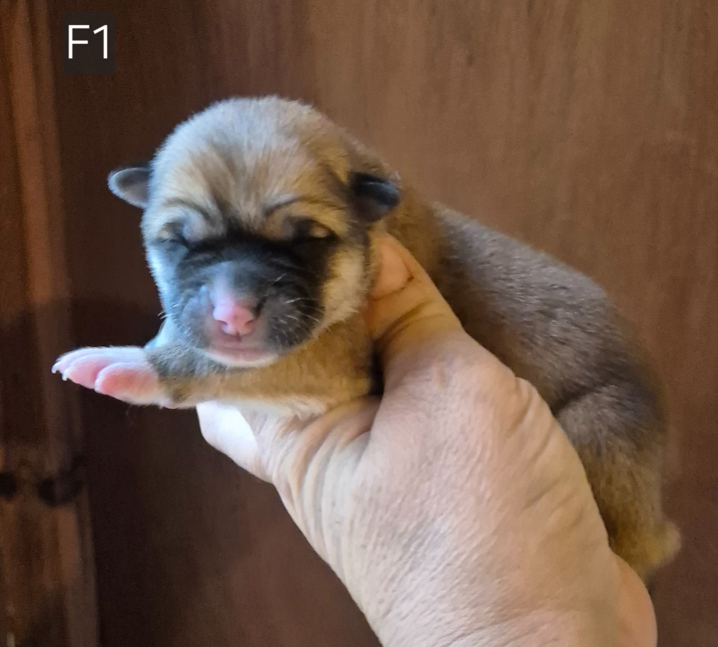 Des Terres Du Razès - Chiots disponibles - Akita