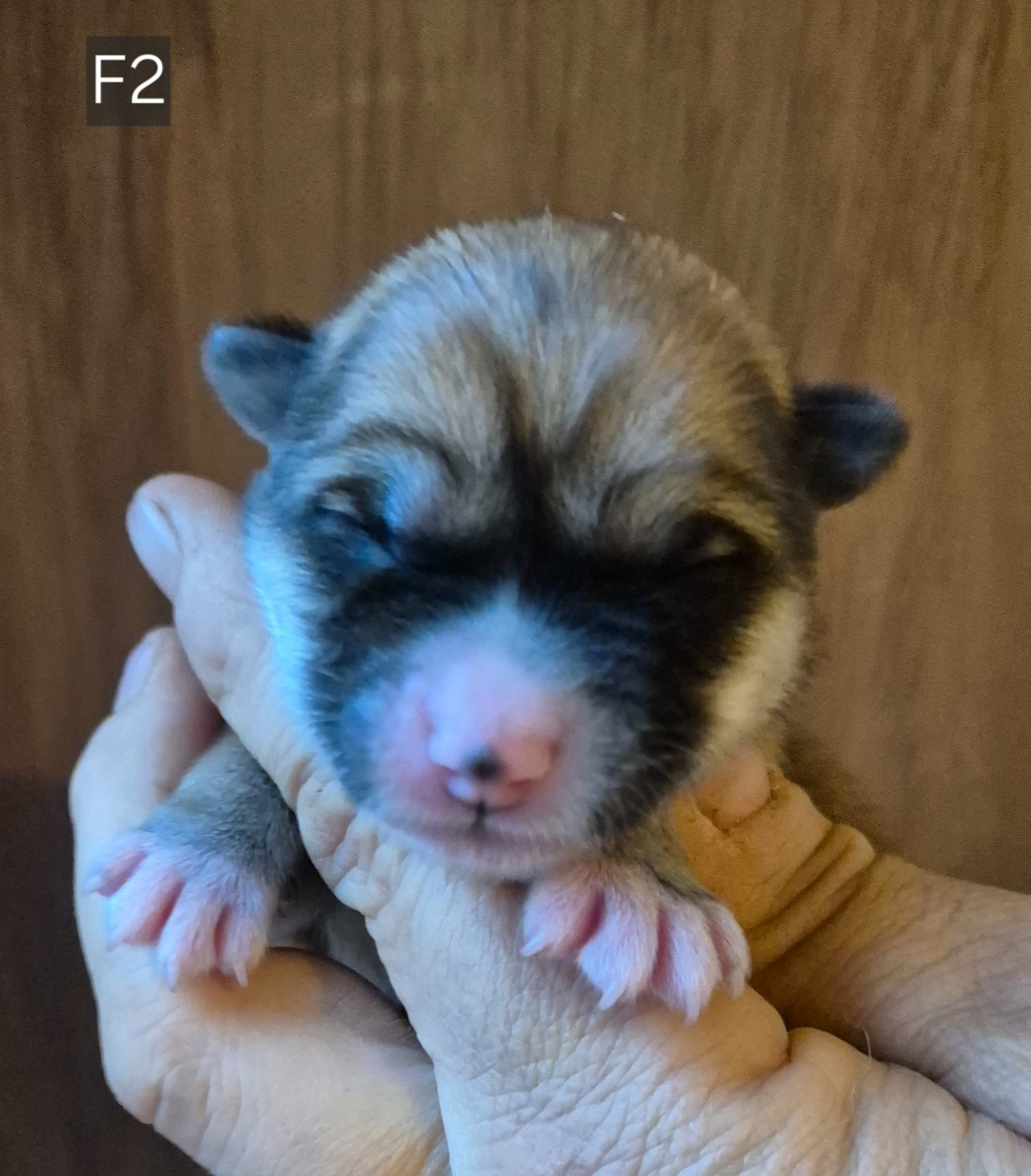 Des Terres Du Razès - Chiots disponibles - Akita