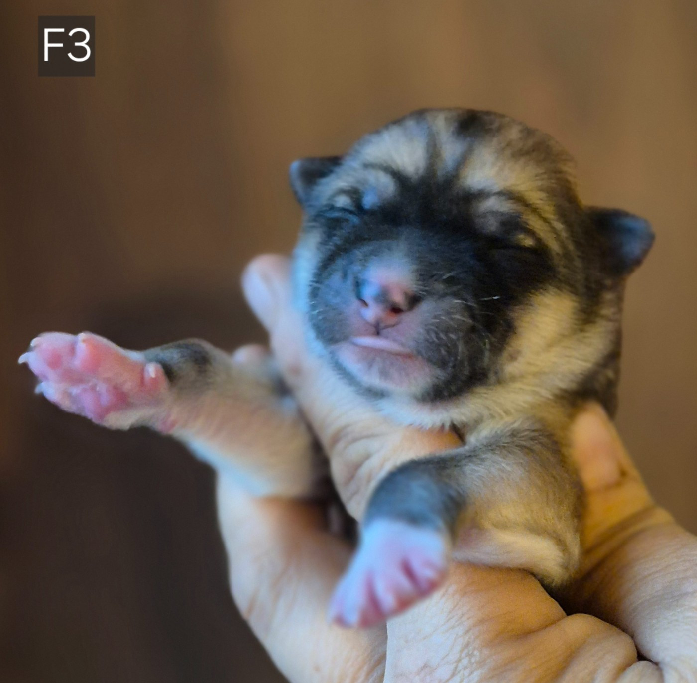 Des Terres Du Razès - Chiots disponibles - Akita