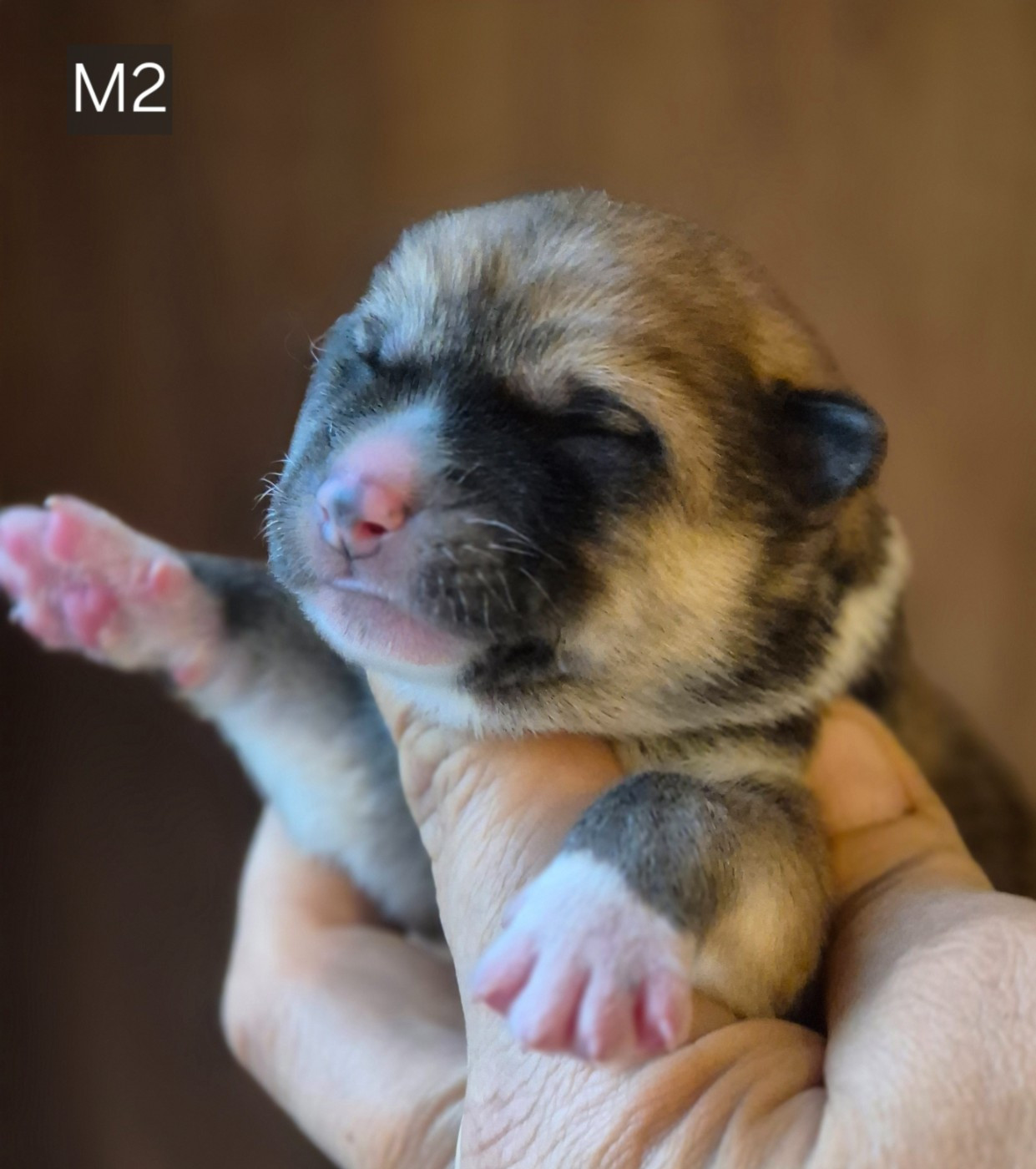 Des Terres Du Razès - Chiots disponibles - Akita