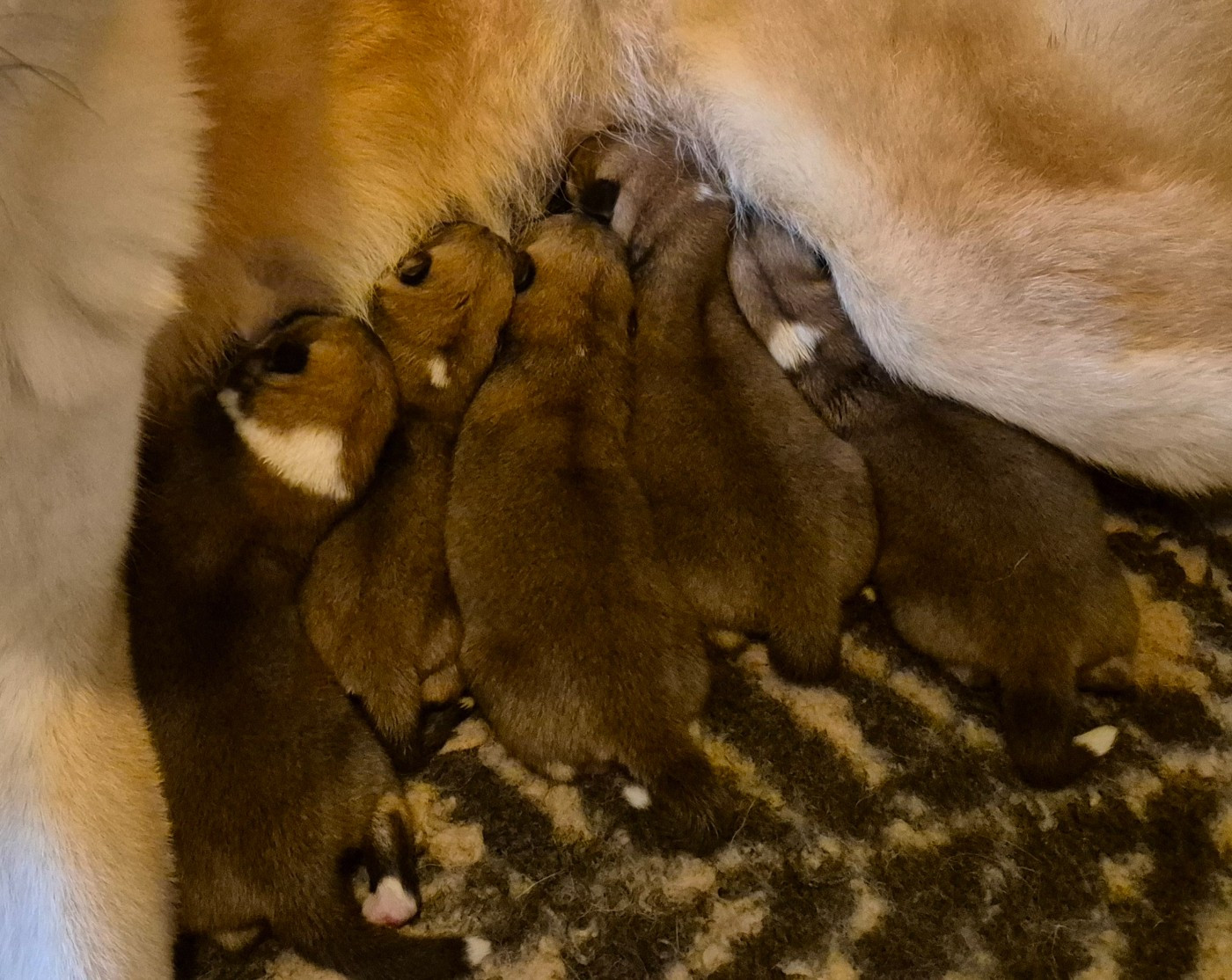 Des Terres Du Razès - Akita - Portée née le 25/12/2025