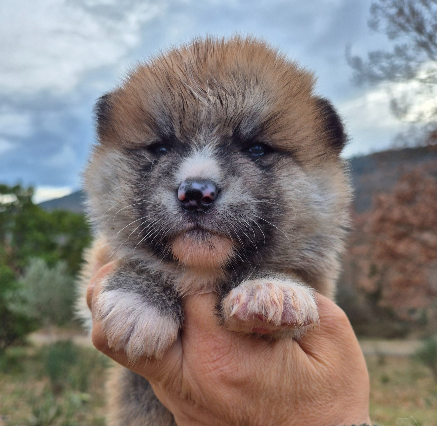 Des Terres Du Razès - Chiots disponibles - Akita
