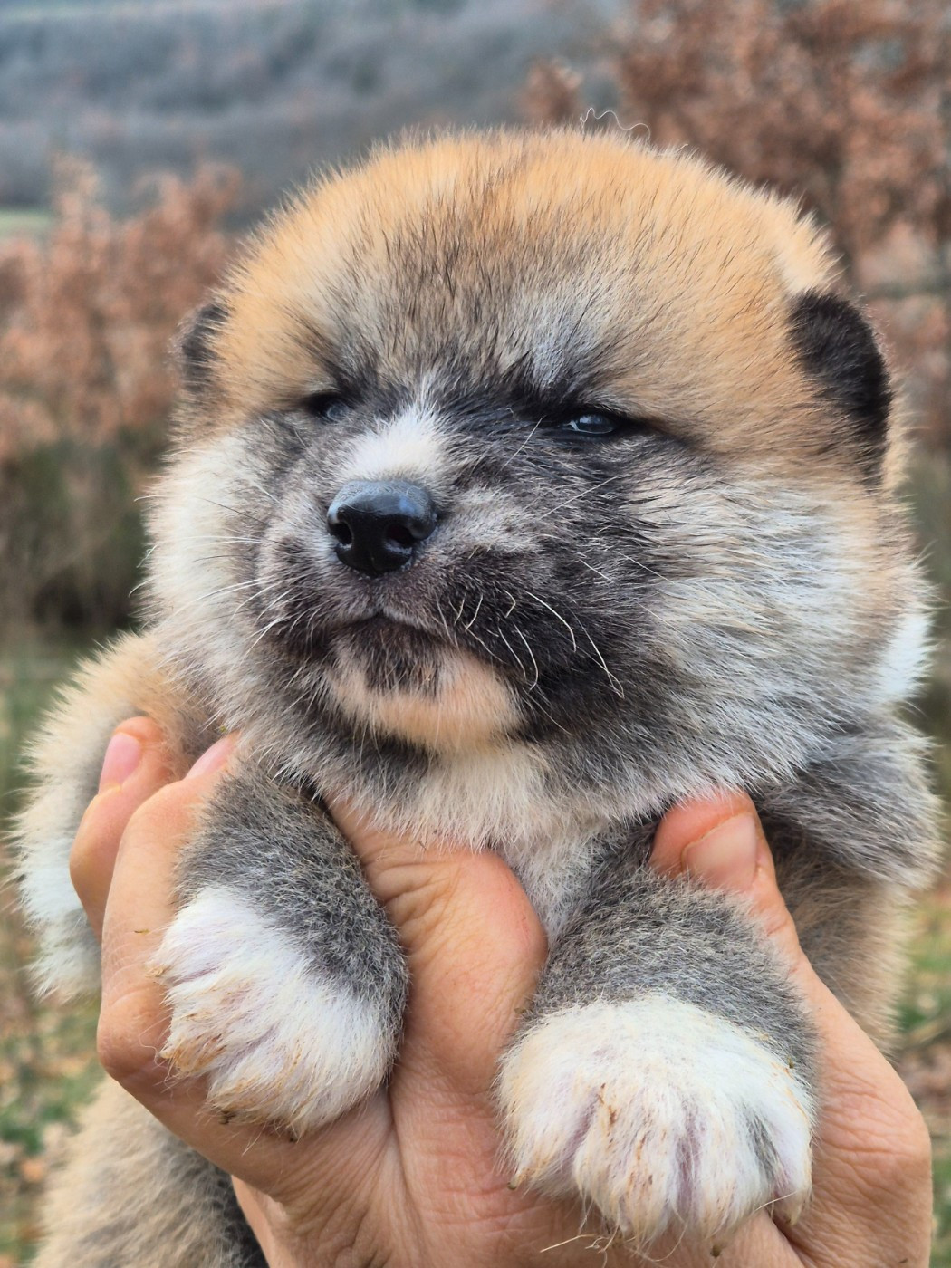 Des Terres Du Razès - Chiots disponibles - Akita