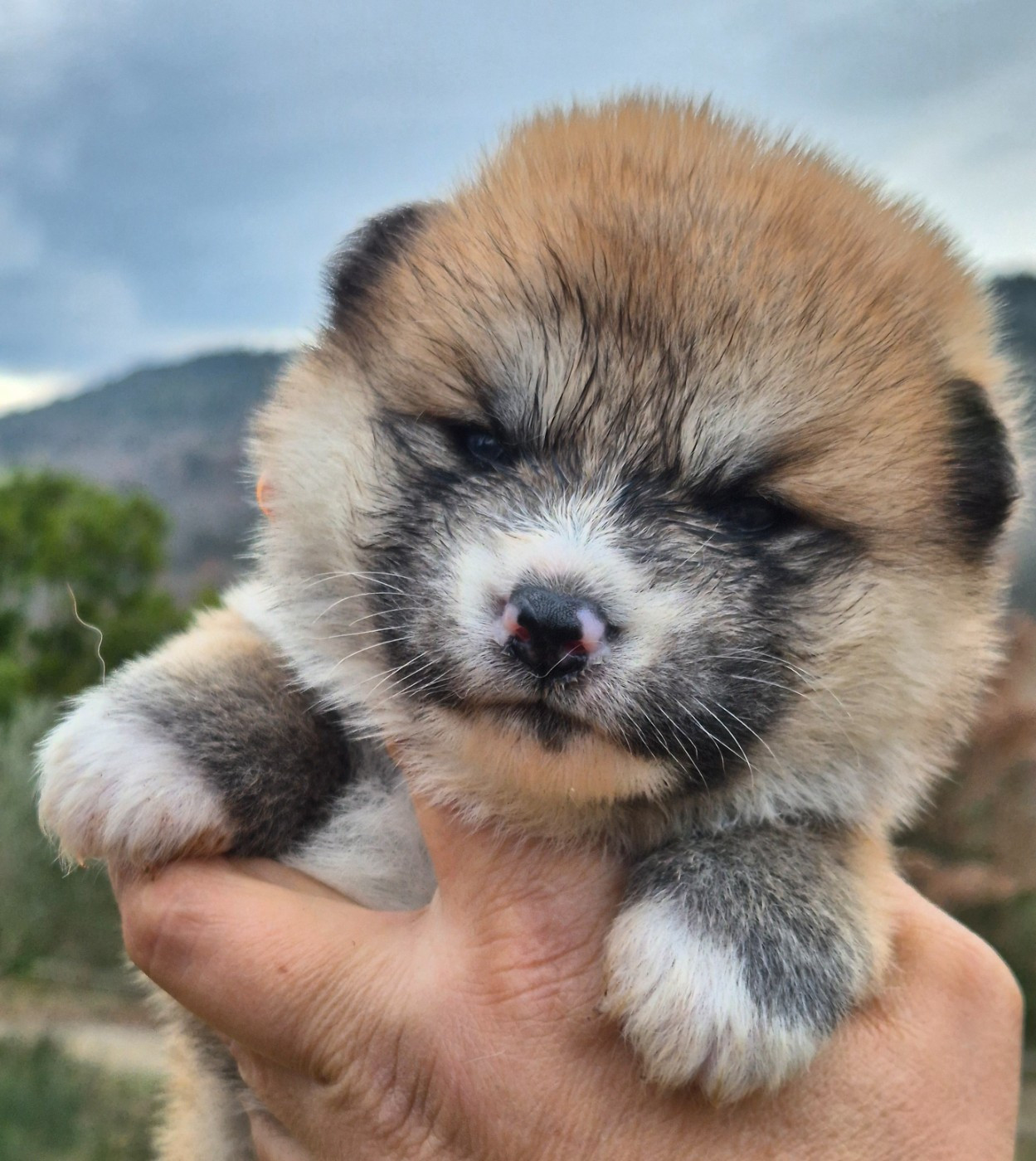 Des Terres Du Razès - Chiots disponibles - Akita