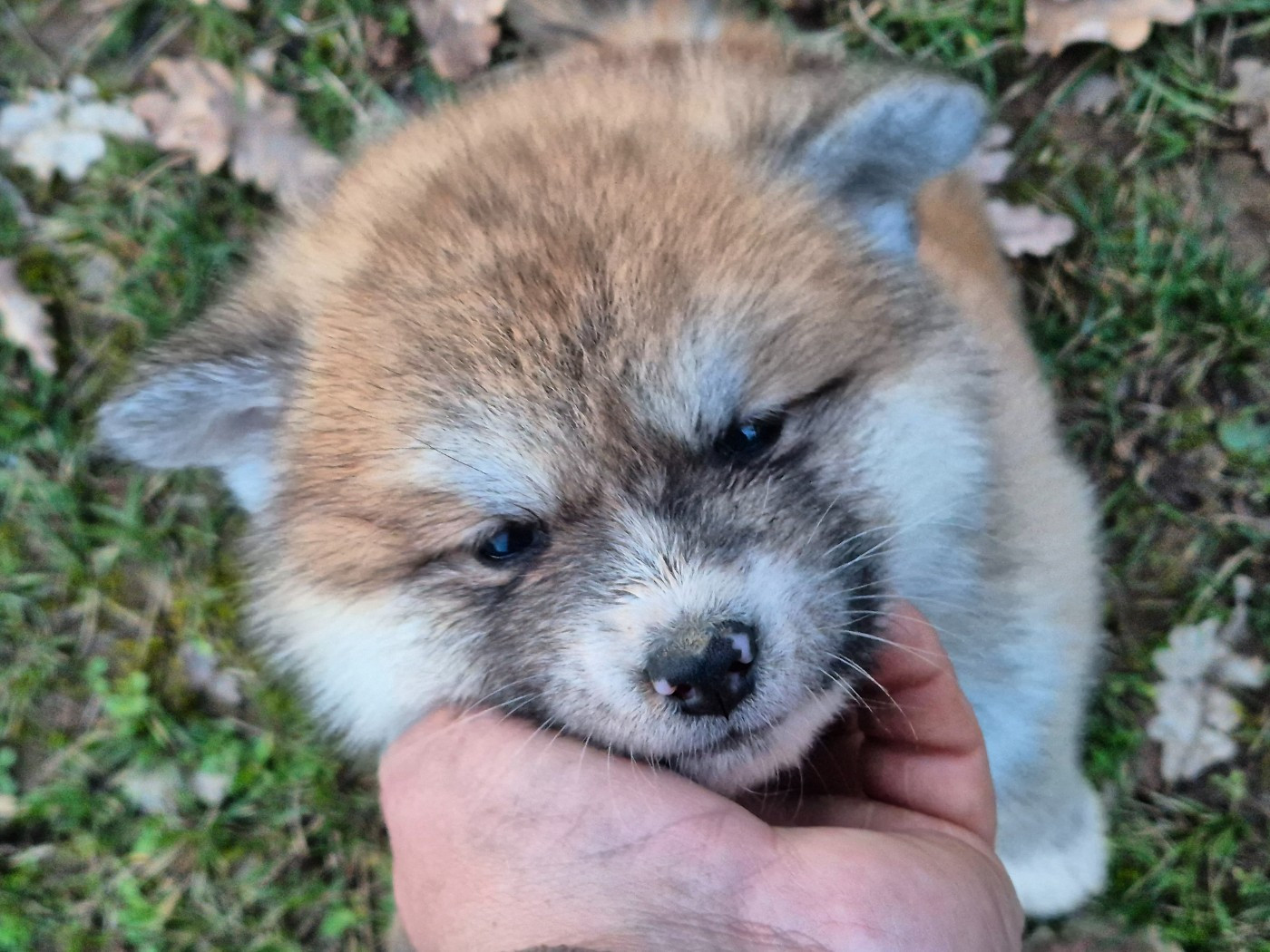Des Terres Du Razès - Chiots disponibles - Akita