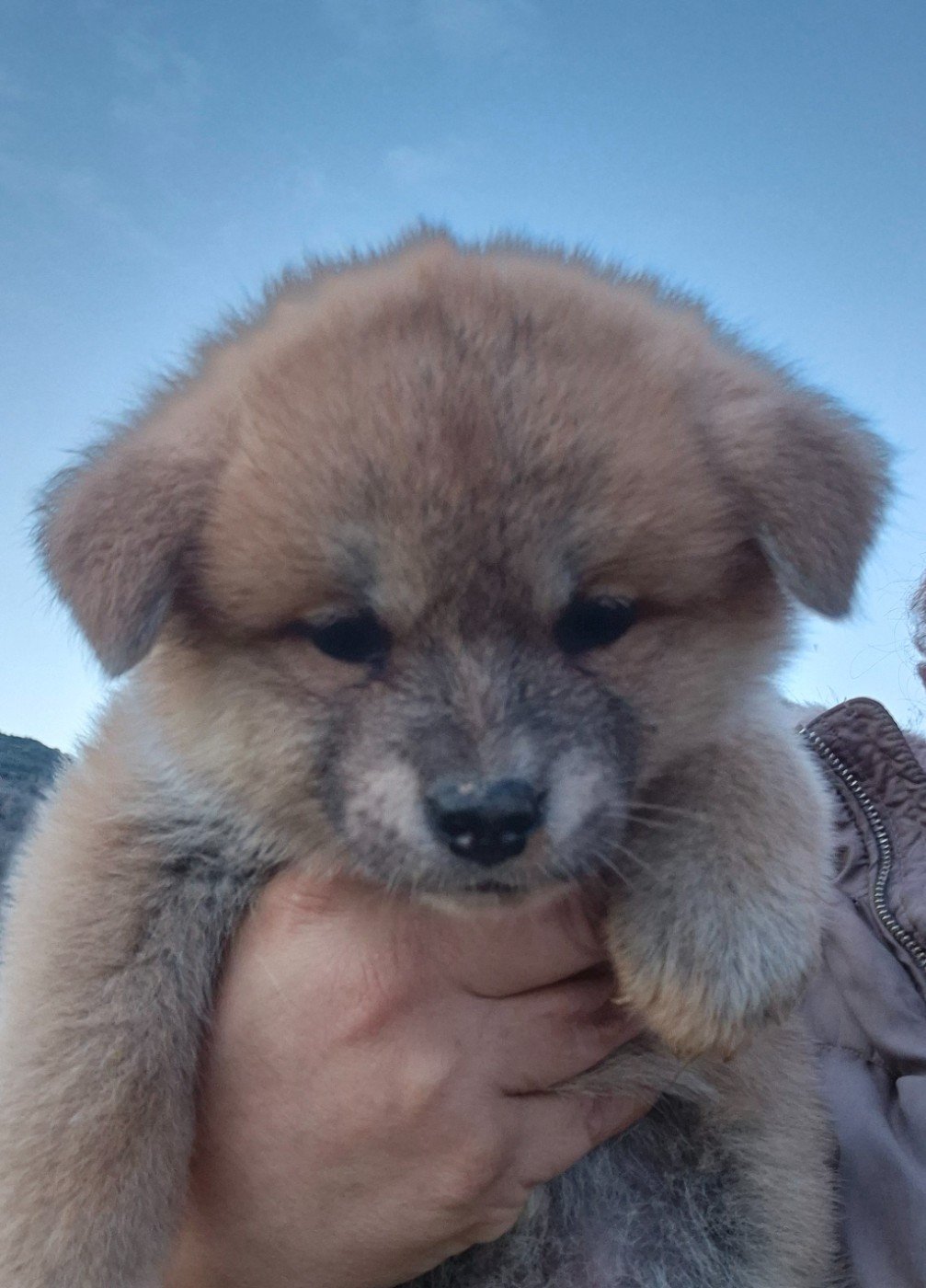 Des Terres Du Razès - Chiots disponibles - Akita