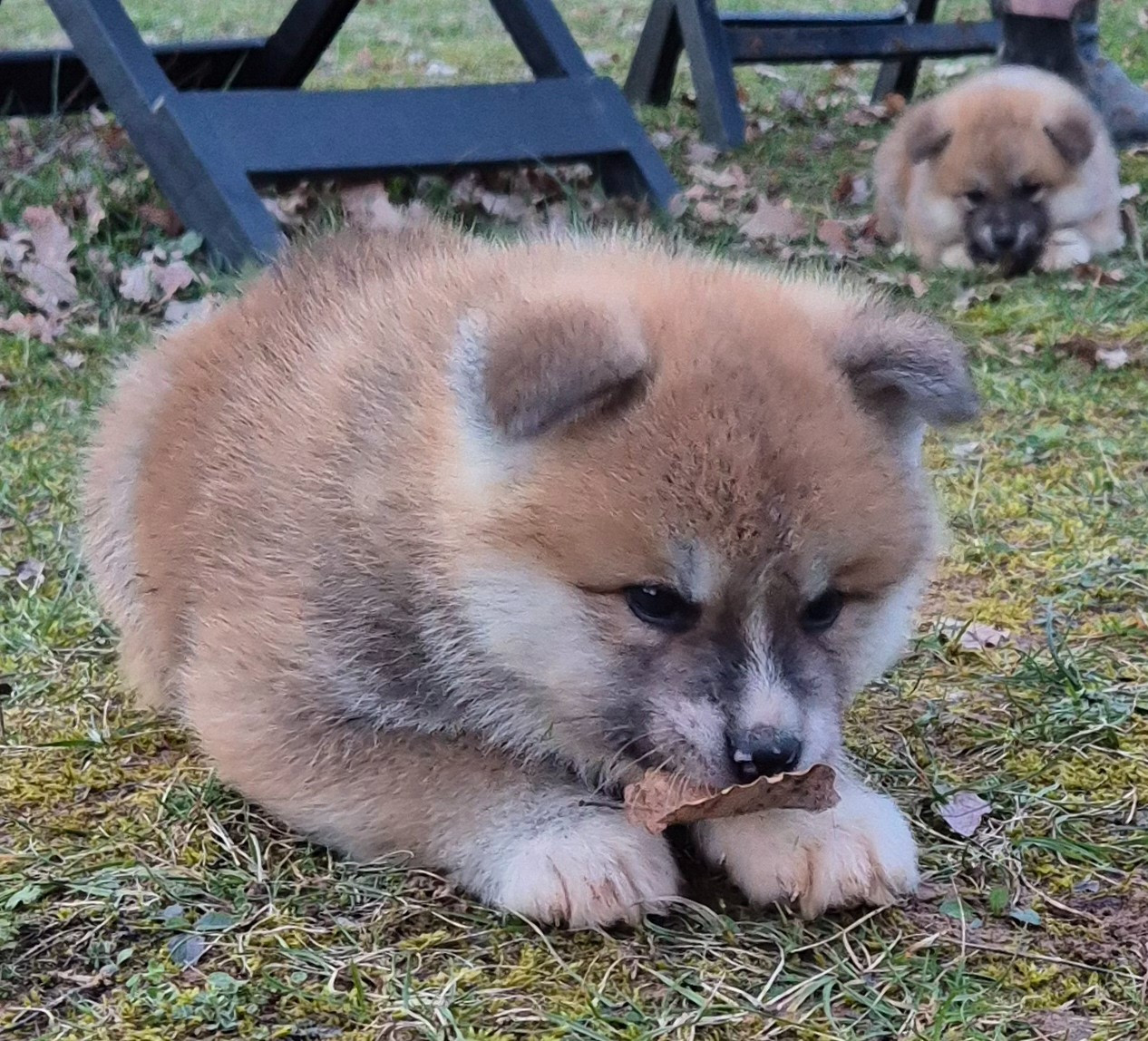 Des Terres Du Razès - Chiots disponibles - Akita