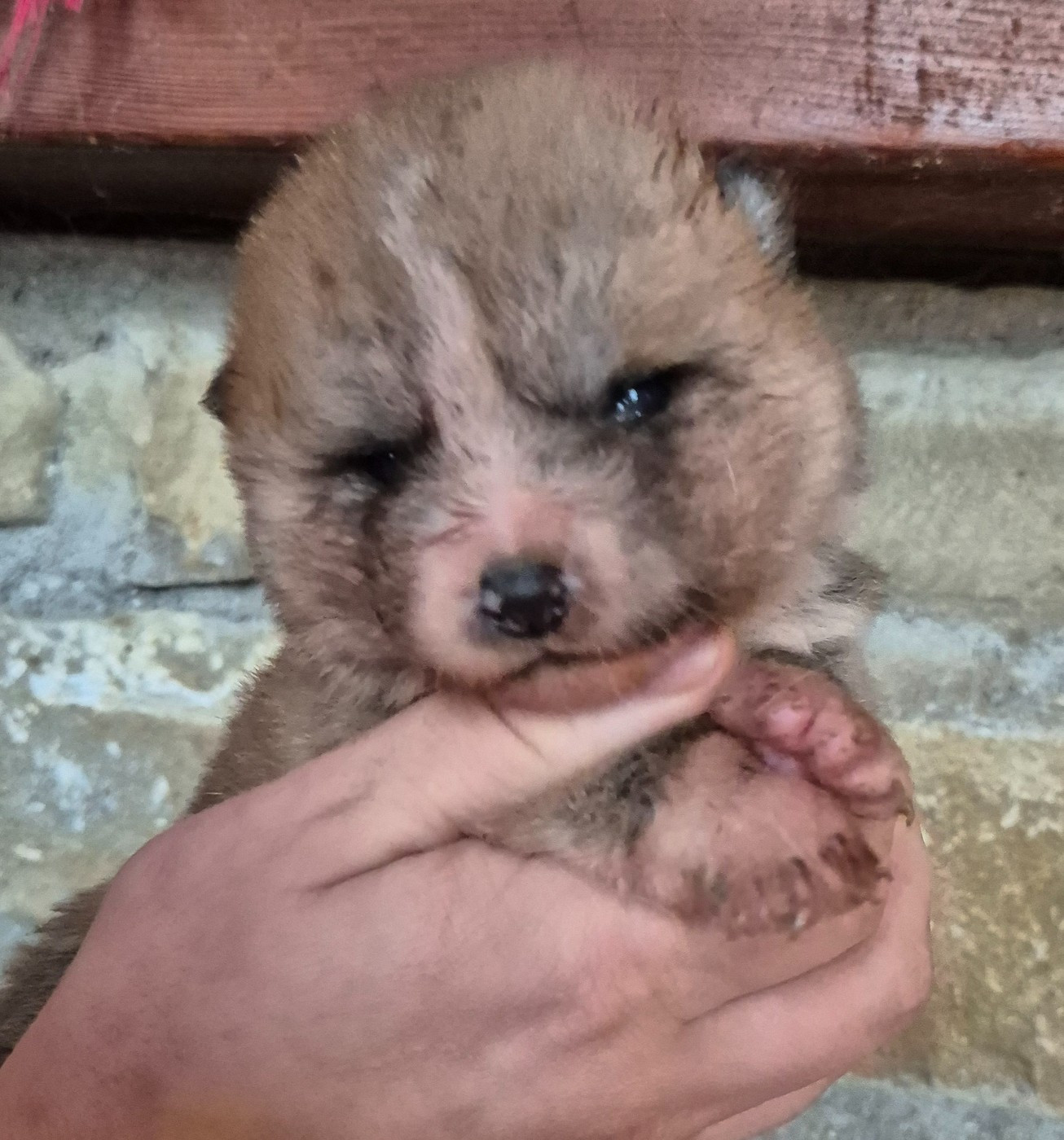 Des Terres Du Razès - Chiots disponibles - Akita